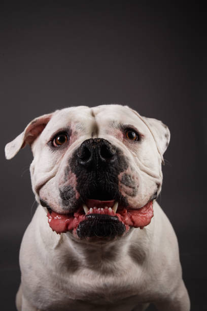 istock Bully dog portrait on a dark grey background 1153021674