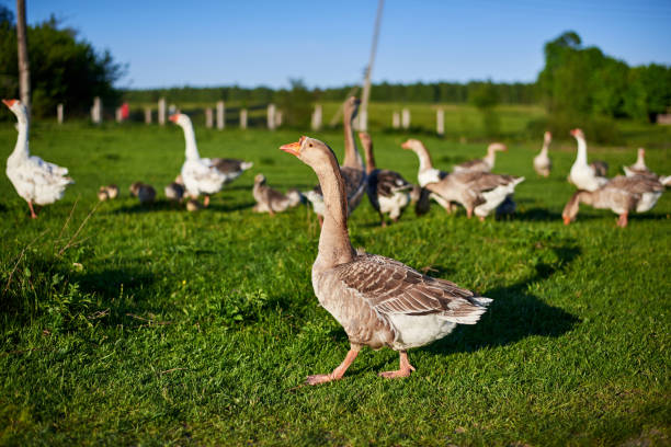 istock Geese and goslings graze on green grass on a summer day. 1153022883