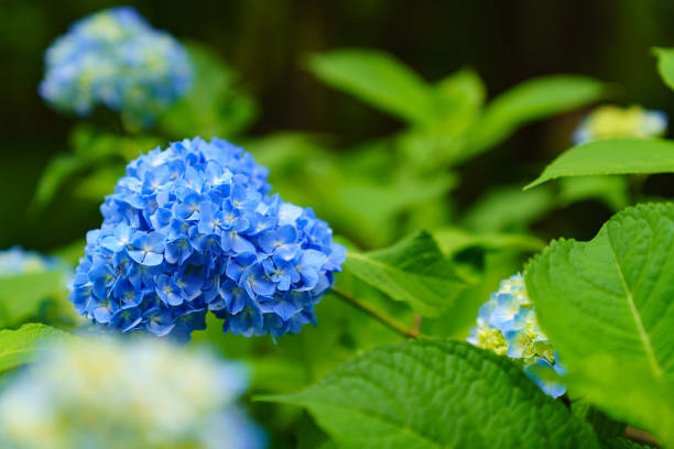 istock Hydrangea blossom in Japanese garden 1153022911