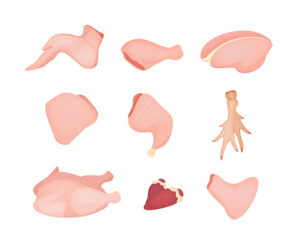 illustrations, cliparts, dessins animés et icônes de ensemble d’illustration de vecteur de viande de poulet colorée. différentes parties de poulet dans un style réaliste isolé sur fond blanc. filet de poulet, aile, coeur et collection de jambon. - raw