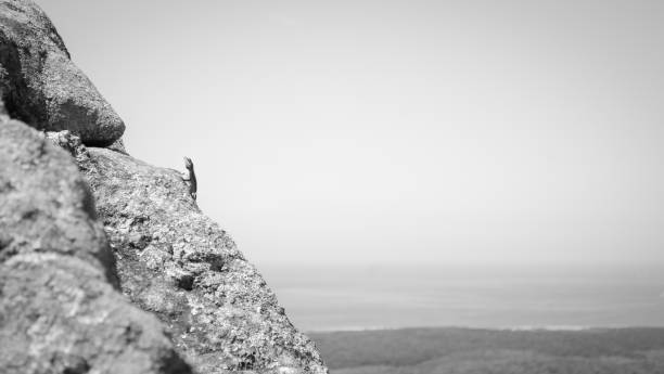 istock little lizard arrives on mountain heights 1153024406