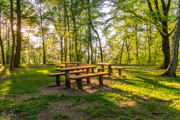 istock View of a resting place in the forest illuminated by the setting sun whose rays shine through the trees. 1153024940