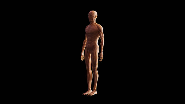 Bone Muscle Ecorche and Skeletal System Anatomical Model 3 Quarter Front Left View Bone Muscle Ecorche and Skeletal System Anatomical Model 3 Quarter Front Left View 3d illustration 3d render flayed stock pictures, royalty-free photos & images