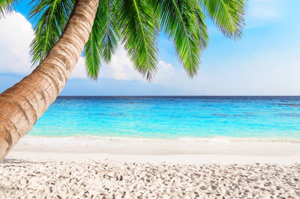 istock View of nice tropical beach. 1153027668