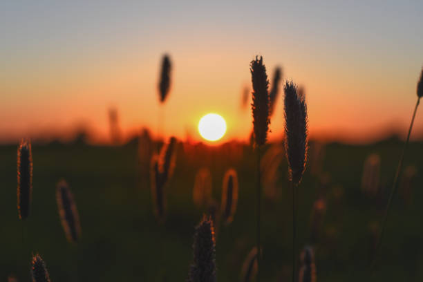 istock Grass in the meadow at sunset 1153027763