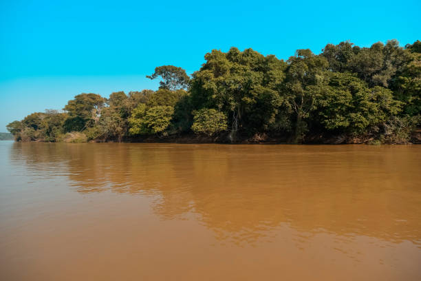 istock landscape of river and jungle 1153028016
