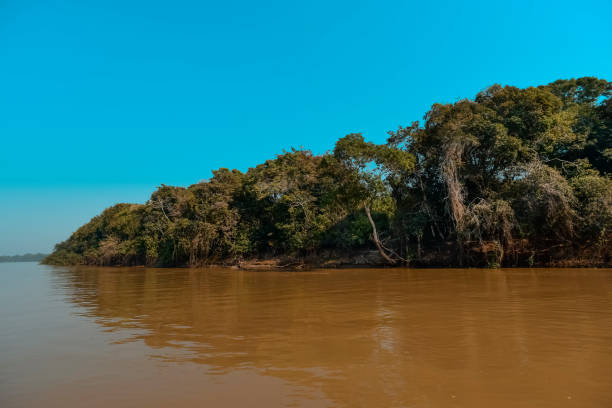 istock landscape of river and jungle 1153028979
