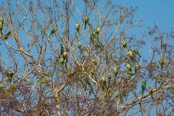 MONK PARAKEET EATING WILD FRUITS.LA PAMPA