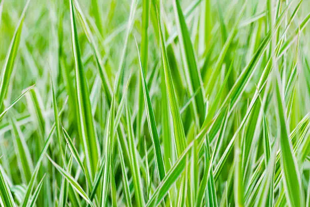 Green and white Phalaris arundinacea leaves, also known as reed canary grass and gardener's garters, growing in a park at the beginning of spring, in Kiev, Ukraine