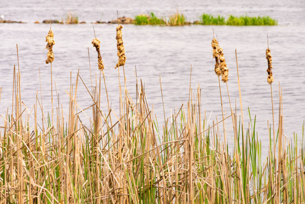 istock Typha Latifolia Reed Detail 1153030359