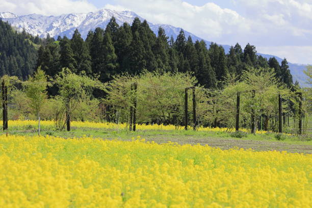 campo de las montañas de colza y echigo en uonuma, niigata, japón - mustard plant mustard field clear sky sky fotografías e imágenes de stock