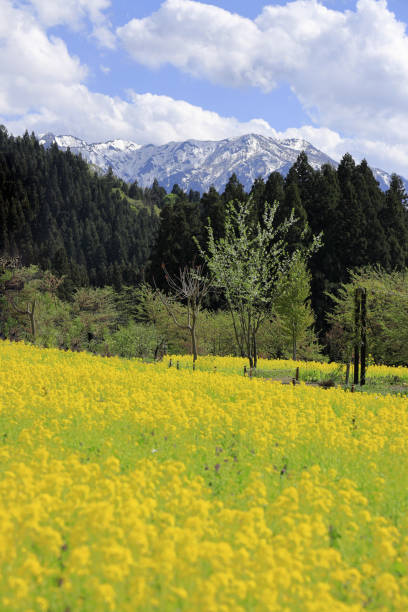 pole rzepaku i gór echigo w uonuma, niigata, japonia - mustard plant mustard field clear sky sky zdjęcia i obrazy z banku zdjęć