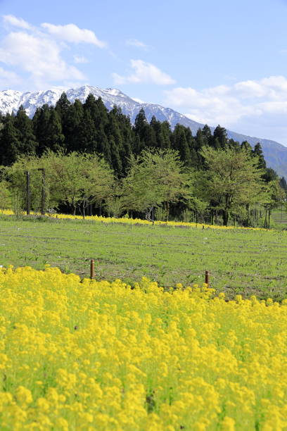 campo de colza e montanhas de echigo em uonuma, niigata, japão - mustard plant mustard field clear sky sky - fotografias e filmes do acervo