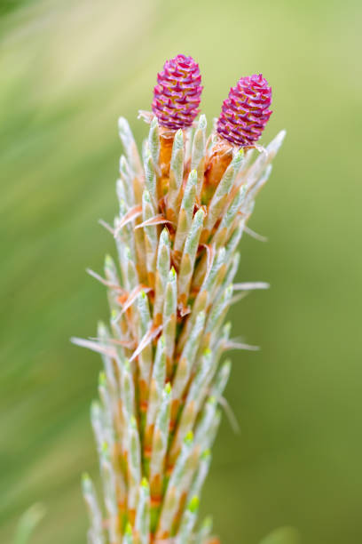 Pine tree red female flower stock photo