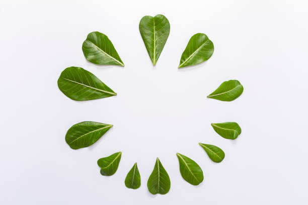istock Adenium leaves layout on white background. 1153031458