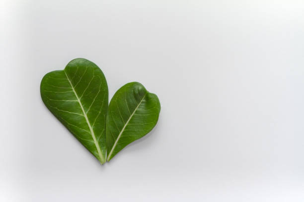 istock Adenium leaves layout on white background. 1153031527