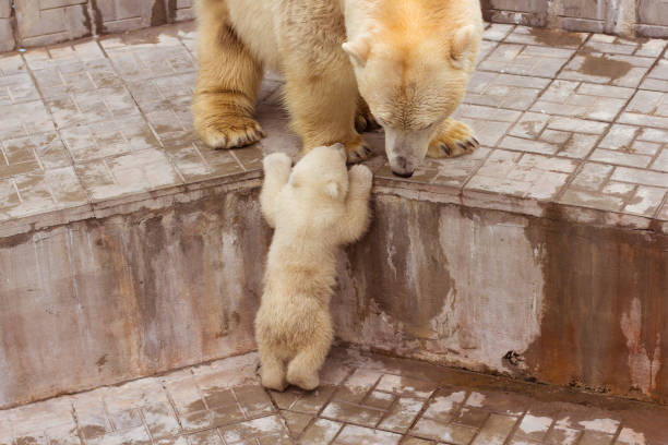 rodzina białego niedźwiedzia polarnego z małym młodym. - polar bear arctic animal snow zdjęcia i obrazy z banku zdjęć