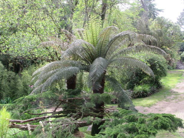 istock Tree ferns  in Kerry Ireland 1153031798