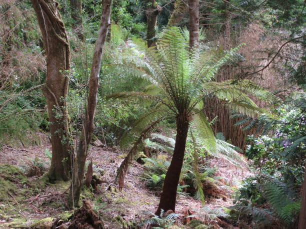 istock Tree ferns  in Kerry Ireland 1153032625