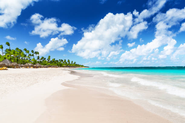 istock Coconut Palm trees on white sandy beach. 1153032739