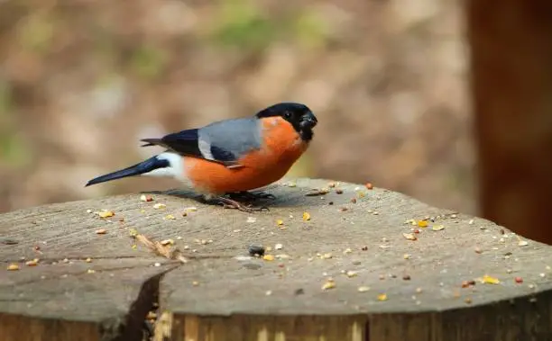 Close-up image of an adult male Bullfinch.