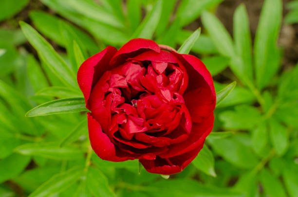 istock peony flower blossom in the garden 1153034376