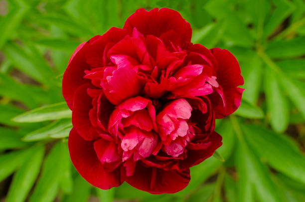 peony flower blossom in the garden