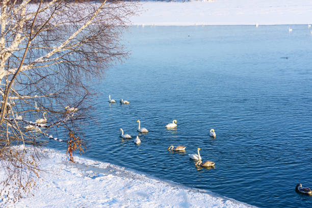 istock Swans on the winter river 1153034464