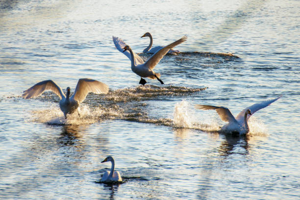 istock Swans on the winter river 1153034518