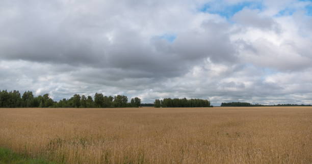 istock landscape of wheat field at harvest 1153034892
