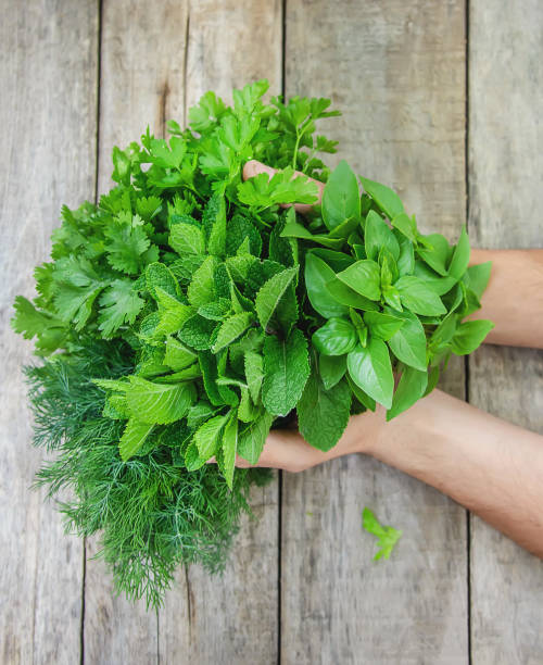 istock Fresh homemade greens from the garden. Selective focus. 1153036029