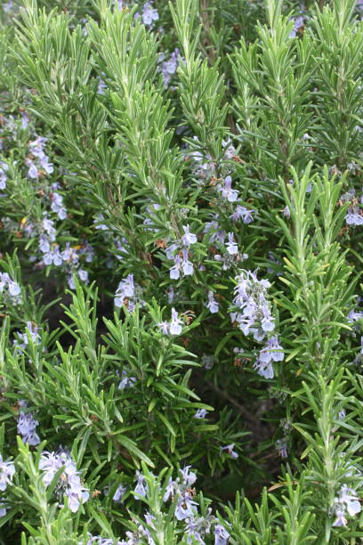 istock Rosemary in bloom  Spring season 1153037221