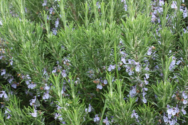 istock Rosemary in bloom  Spring season 1153037233