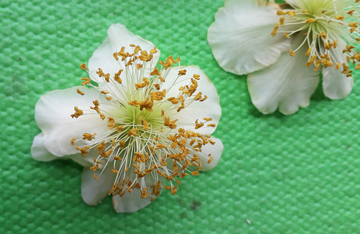 Male Actinidia, Kiwi flower in blossom on the light green background, macro photography, detail