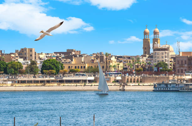 istock Seagull over Nile in Luxor 1153038932
