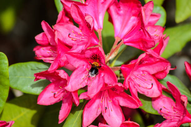 istock Red Rhododendron Nova Zembla in a garden, Latvia 1153040089