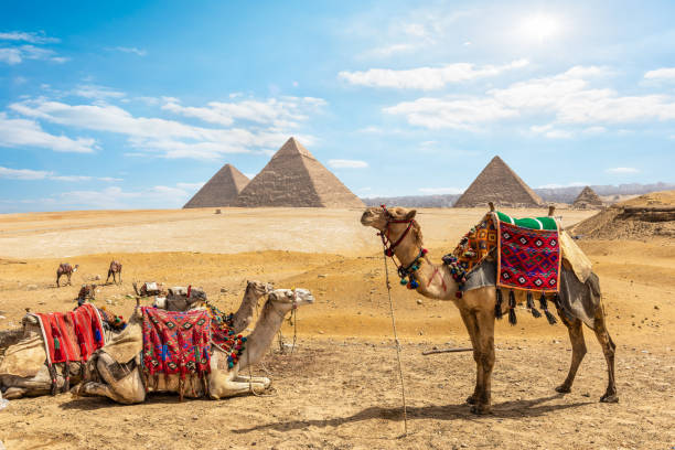 Camels near Pyramids in Cairo