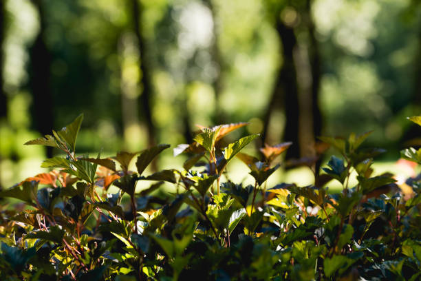 selective focus of green leaves on trees in peaceful park