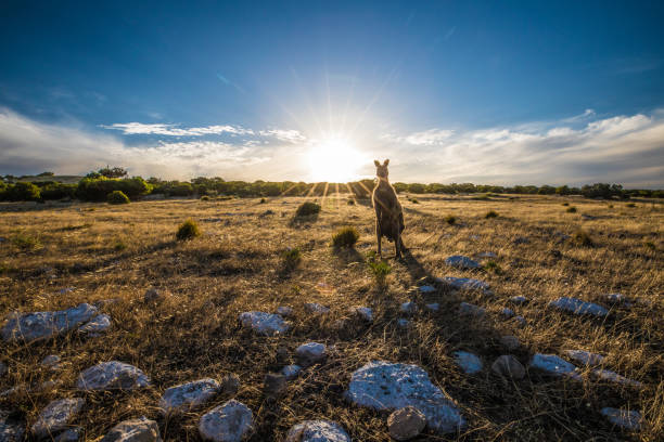känguru bei sonnenuntergang - kangaroo outback australia sunset stock-fotos und bilder