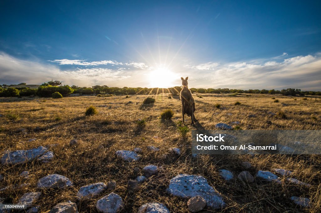 Kangaroo at Sunset Kangaroo on Kangaroo Island, South Australia. Kangaroo Island Stock Photo
