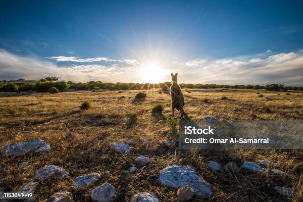 Kangaroo At Sunset Stock Photo - Download Image Now - Kangaroo Island, Australia, Kangaroo