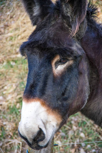 istock Huge furry Catalan Donkey pasturing 1153042602
