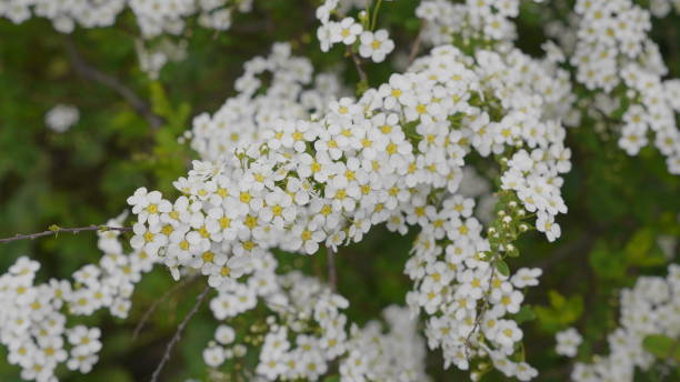 istock Spring flowering cherry, white flowers close-up. 1153042747