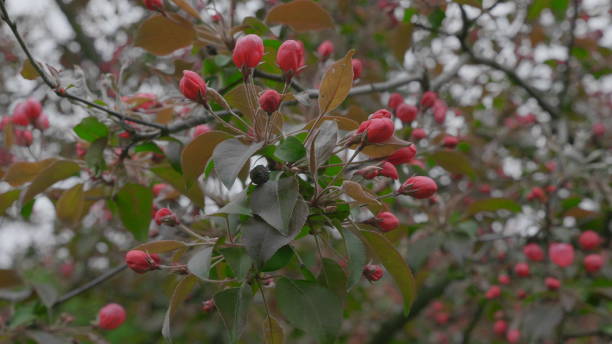 istock Garden with blossoming apple trees in spring. 1153042748