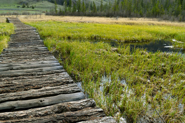 istock Woden trail over the swamp. 1153044196
