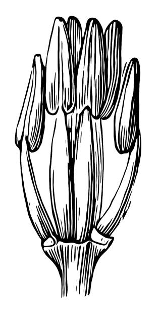 Erysimum cheiri ,wallflower pistil ,Plant Morphology ,the Parts of a Flower Illustration of a Erysimum cheiri ,wallflower pistil ,Plant Morphology ,the Parts of a Flower erysimum stock illustrations