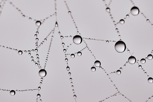 spiderweb waterdrop