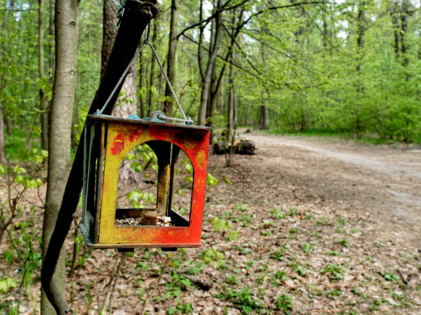 istock Bird feeder in the forest 1153048531
