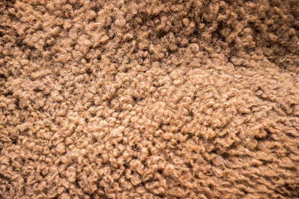 camel hair stock photo