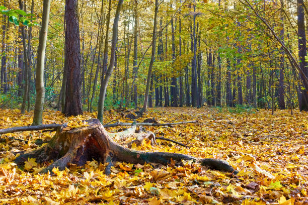 istock Park - autumn landscape 1153049931